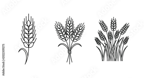 Tableau sur toile Wheat stalks and sheaves linear drawings on a white background