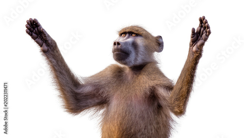 Konstfotografi Isolated baboon with arms raised looking upwards, curious and expressive primate
