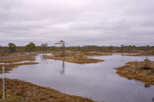 Scenic swamp landscape with water pools and dry trees under cloudy sky.