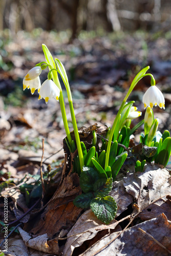 Blooming clusters of spring snowflake sprouting through a layer of dry last year's leaves in the forest. Slender green stems hold fragile white bells with yellow dots under warm sun rays. The shot per