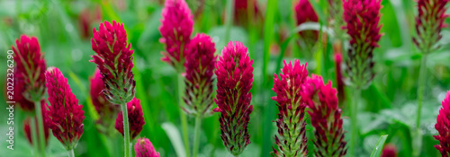 Crimson clover flowers in a vibrant magenta garden field showing dense floral...