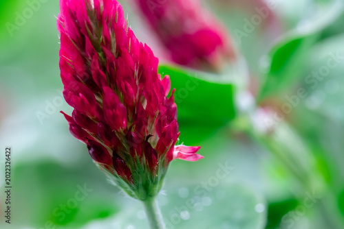 Crimson clover flower close-up with dewy green leaves in a spring meadow