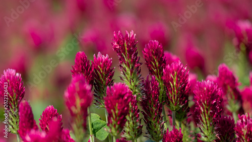 Crimson clover flower close-up with dewy green leaves in a spring meadow