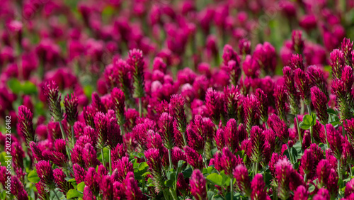 Crimson clover blooms form a vibrant magenta carpet with detailed petals and ...