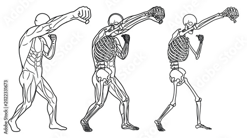 Photos anatomy study of a boxer muscle and skeletal system line drawing