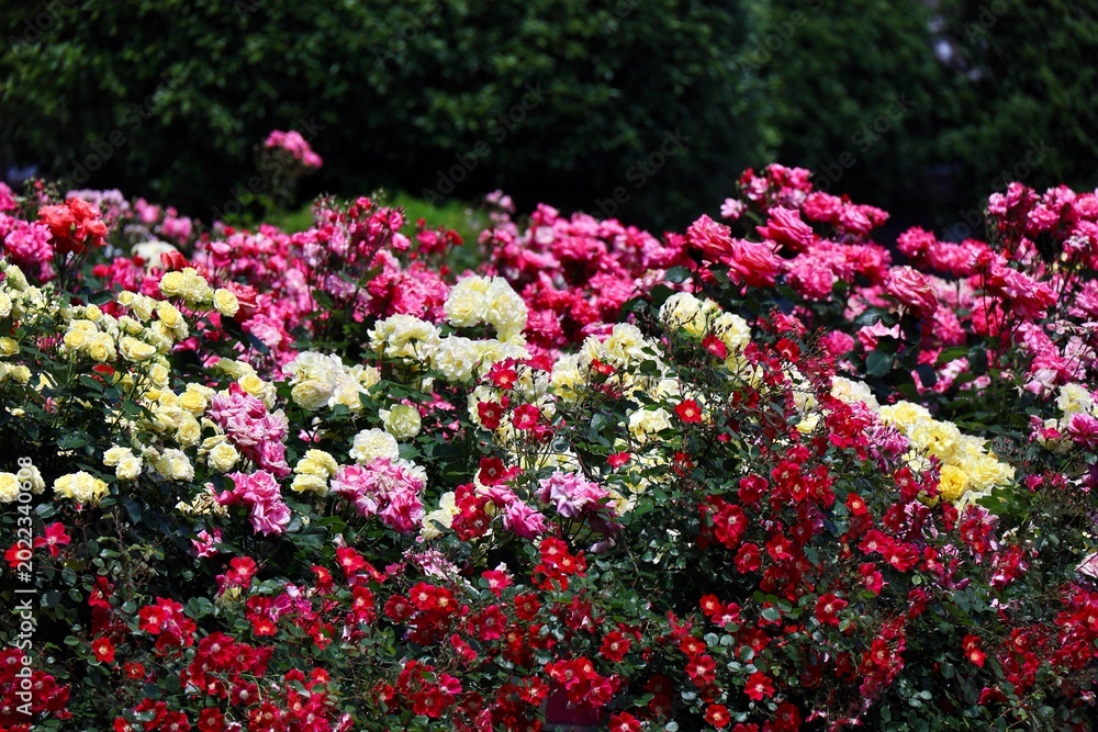 Obraz premium 整然と並んで咲く赤と白とピンクの薔薇 埼玉県与野公園