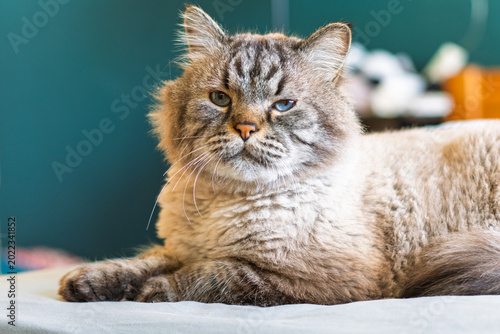 Cuadro en lienzo Neva masquerade cat resting indoors