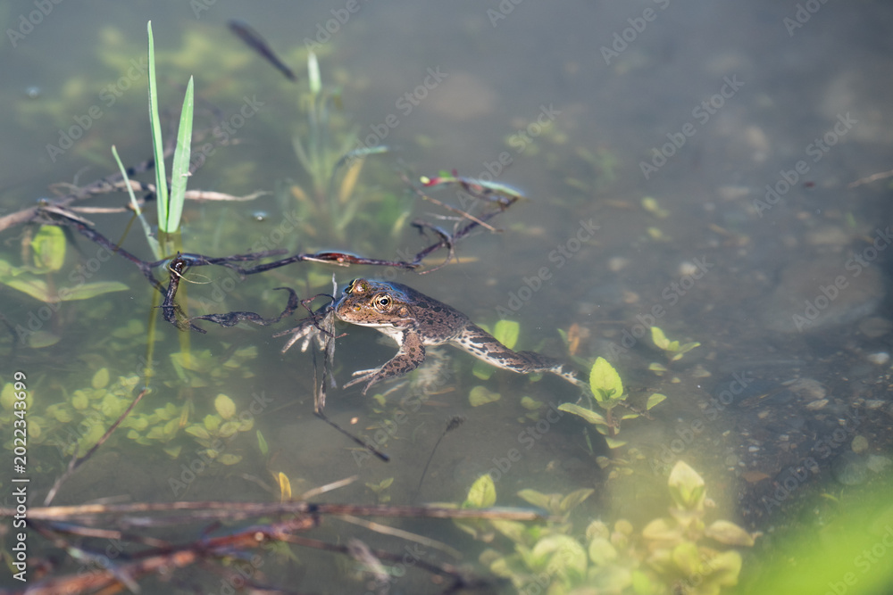 Fototapeta premium Marsh frog, Pelophylax ridibundus, swimming in transparent pond water near green aquatic plants, wild nature and amphibian biology concept.