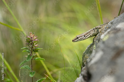 Wall lizard emerges from lichen covered rock beside pink flowering plant grass meadow