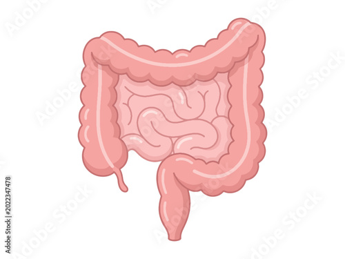 Intestines Vector Icon, Digestive System and Gastrointestinal Illustration