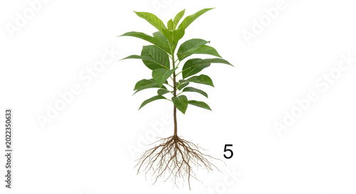 Photos Young Plant with Visible Root System Isolated on White Background