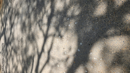 Abstract Tree Shadow on Concrete Surface in Natural Sunlight