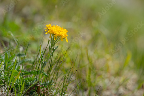 Single small yellow alpine hawkbit flower stands in green grass meadow soft bokeh light
