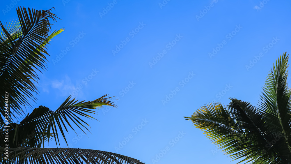 Fototapeta premium Blue sky and beside it coconut leaves, background, texture, wallpaper.