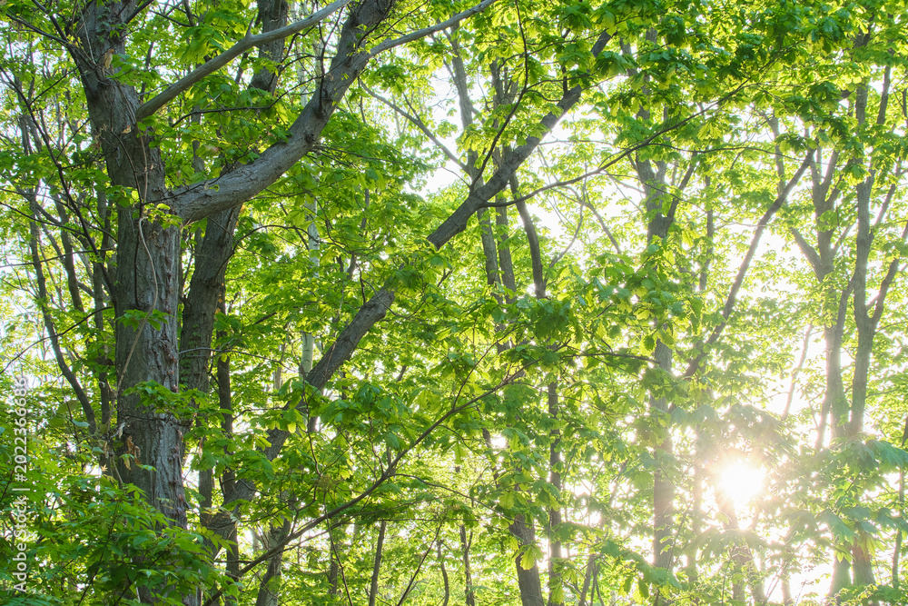 Fototapeta premium 夕日が差し込む新緑の雑木林 Setting sun shining through a fresh green mixed forest