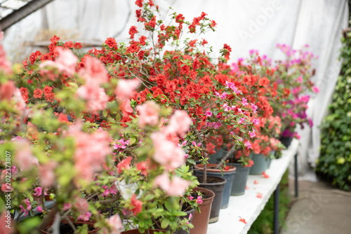 Blooming bright pink azaleas in a greenhouse. Azaleas in pots.