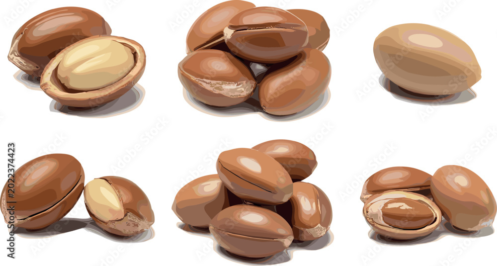 Fototapeta premium Argan Nuts and Seeds Collection with Cracked Shells Isolated Vector Illustration for Organic Cosmetic and Healthy Food Design