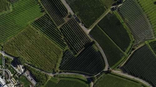 Aerial top down view of vineyard fields with winding roads