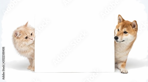 Pets Cat and Dog Peeking from Behind Blank White Sign for Text