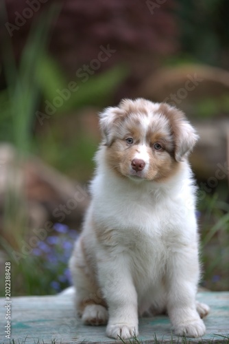 Red merle Australian Shepherd puppy sitting outdoors in garden, cute fluffy dog portrait