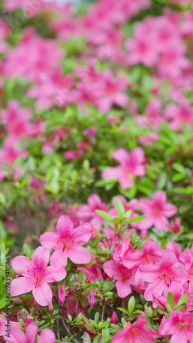 穏やかな風に揺れる鮮やかなピンクのさつきの花のクローズアップ
