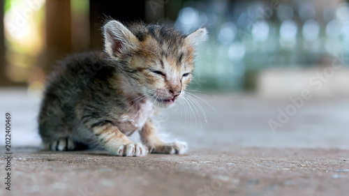 A small, sick-looking stray tabby kitten with crusty eyes sitting weak on concrete ground.