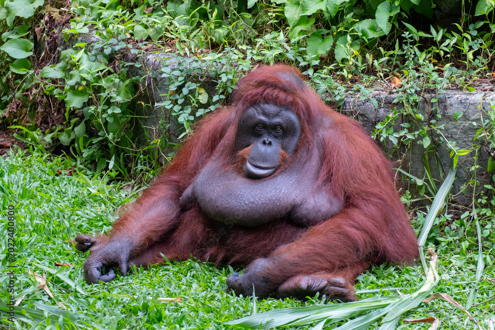Fototapeta premium A Bornean orangutan sitting calmly on green grass in a zoo during daytime, relaxed animal behavior in a controlled environment.