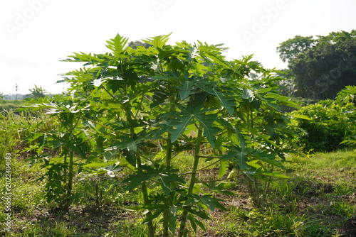 Young Papaya Plants with Tall Stems and Large Lobed Leaves in Cultivated Field
