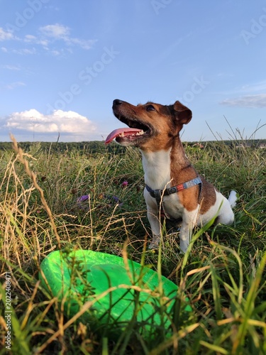 Fotografía jack russell terrier