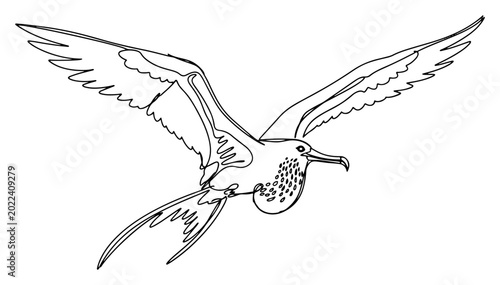 Konstfotografi Flying seabird with spread wings soaring in the sky in continuous line art style