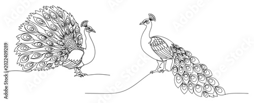 Canvas Print Peacock birds with ornate tail feathers in nature in continuous line art style