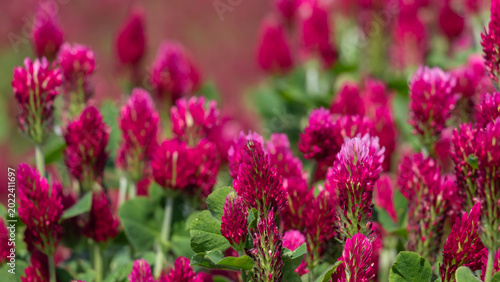 Vivid Pink Clover Flowers Blooming in a Lush Green Meadow