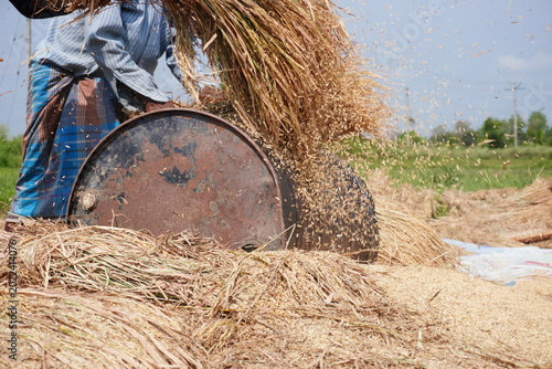 Quadro su tela Farmer Threshing Grain with Mechanical Drum