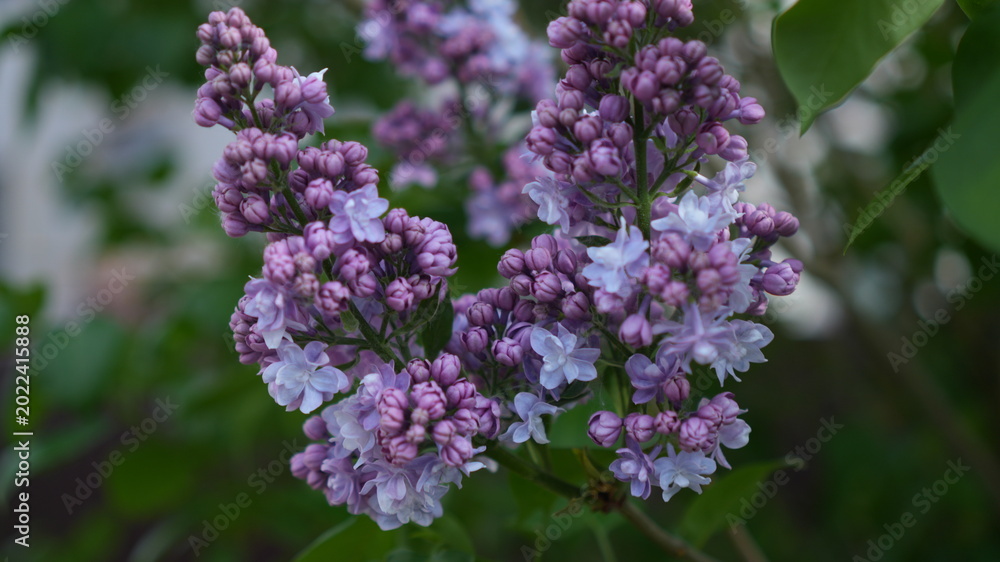 Obraz premium Pink Spirea Blossom Cluster Near Foliage, Compact Spray Of Tiny Flowers Along Arching Twig, Pastel Palette
