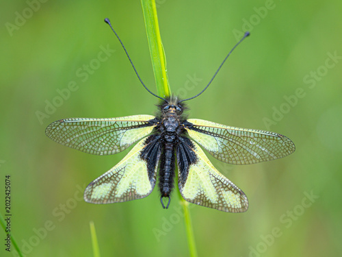 Libelloides coccajus