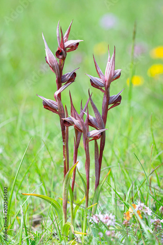 Serapias vomeracea