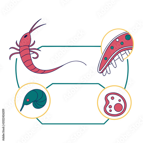 Slika na platnu The chlamydial life cycle alternates between infectious elementary bodies and replicating reticulate bodies inside host cells, enabling survival and spread