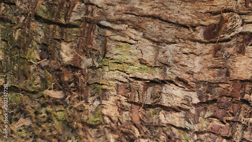 Natural Tree Bark Texture Background with Rustic Wood Details