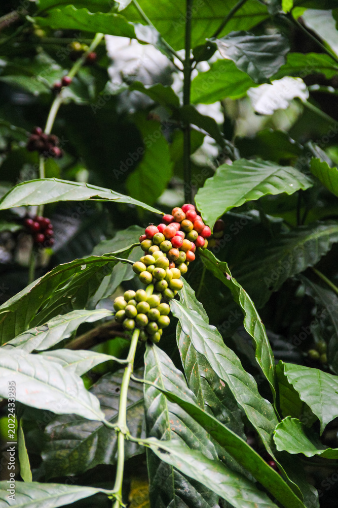 Fototapeta premium Clusters of red and green coffee cherries hanging on branches among green leaves