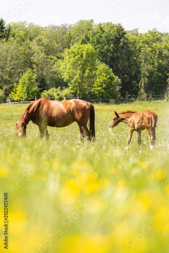 Cuadro en lienzo Elegant warmblood horse and young foal together on green meadow with natural mat