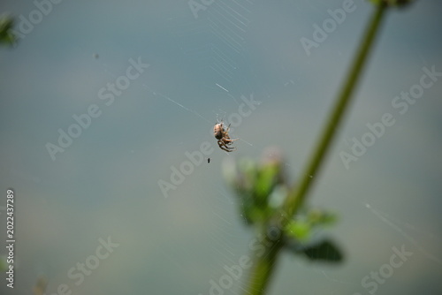 Spider on the web