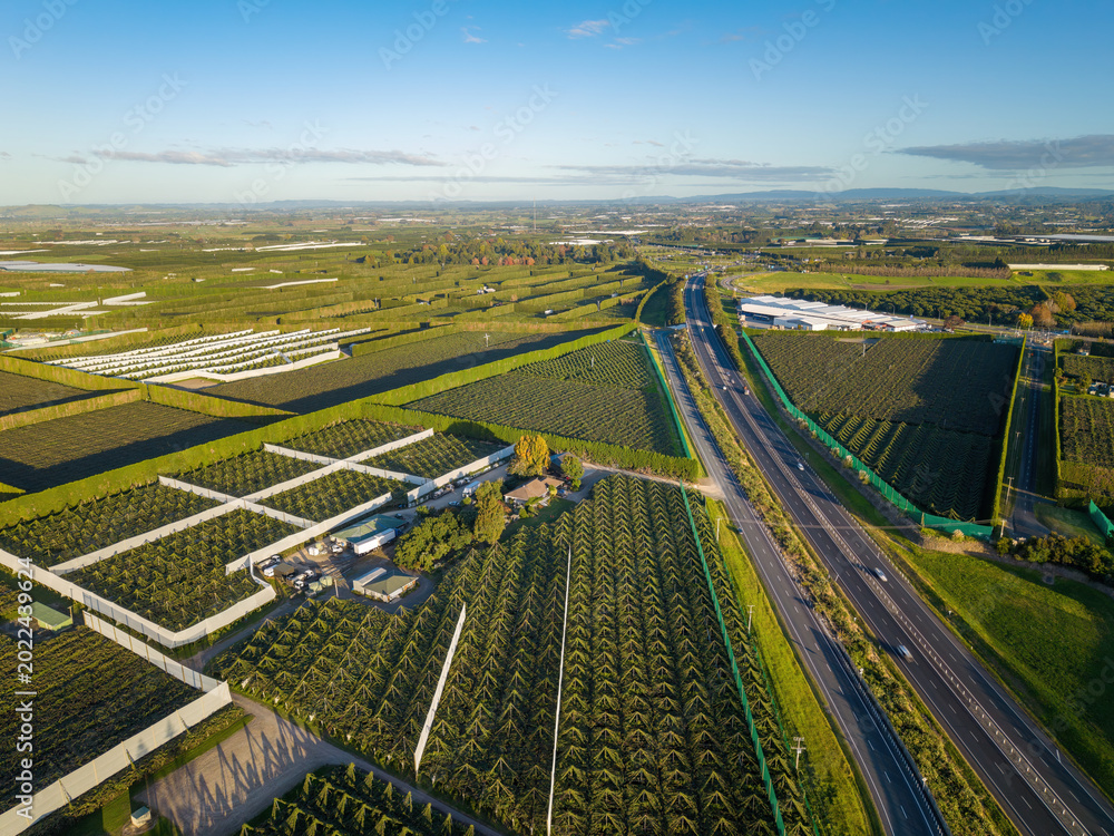 Fototapeta premium Kiwifruit orchards near Te Puke, New Zealand, the 