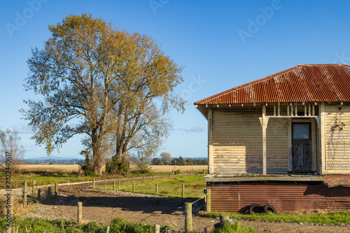 Konstfotografi A derelict, abandoned wooden farmhouse with an autumn tree in the background