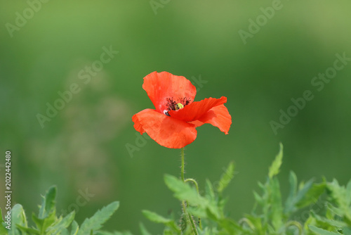 Common poppy, beautiful red flower in the field