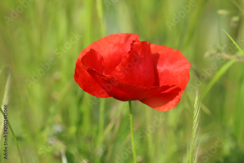 Common poppy, beautiful red flower in the field