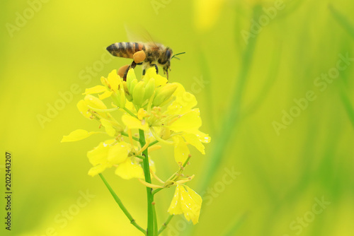 Bee pollination on Rapeseed, Brassica napus