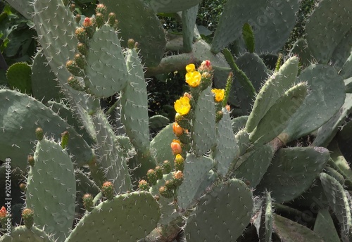 Tableau sur toile Cactus...figuier de barbarie