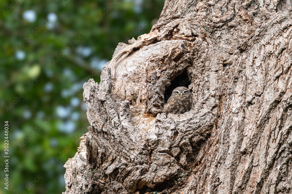 Fototapeta premium Little owl Athene noctua peering from natural tree cavity, Richmond Park, London