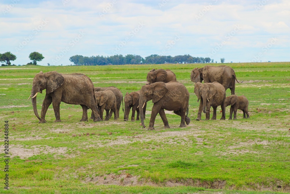 Fototapeta premium Elephants in Chobe National Park