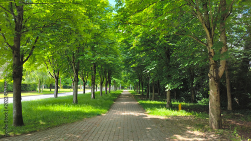 Obraz na płótnie Bright Green Tree-Lined Cobblestone Avenue with Lush Grass and Dappled Sunlight